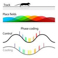 Resources - Petersen Lab - Systems Neuroscience at UCPH