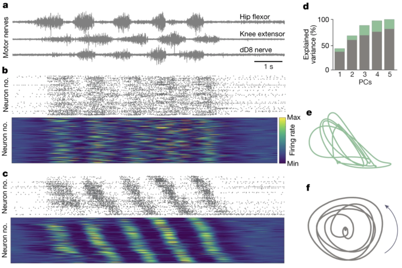 New Paper Published In Nature: Movement Is Governed By Rotational ...