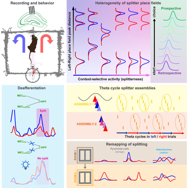 Petersen Lab - Systems Neuroscience at UCPH